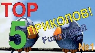 ТОП 5 | ПРИКОЛЫ С ПТИЦАМИ! ВЫПУСК №1! ТОП 5 | ПРИКОЛЫ С ПТИЦАМИ! ВЫПУСК №1!