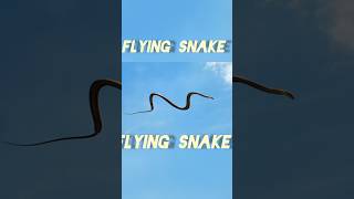 Amazon snake #ytshorts #viral #youtubeshorts