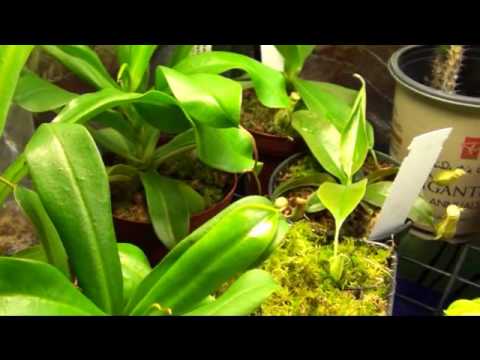 Sphagnum Moss 101: The Multi-Tool of the Plant World - Terrarium Tribe