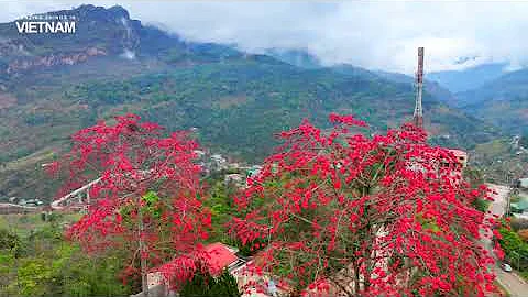 Mùa hoa Gạo nở đỏ rực miền biên cương Hà Giang