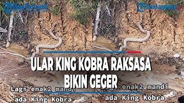 VIRAL PENAMPAKAN ULAR KING KOBRA RAKSASA BIKIN GEGER WARGA KALTENG | @TRIBUNLAMPUNGNEWSVIDEO
