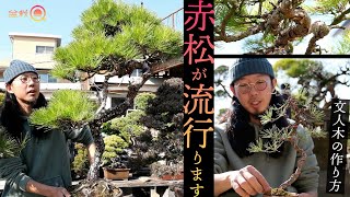 赤松　[文人木風]　大品盆栽　PalmSprings-yk Yahoo!オークション - 四国 赤松盆栽 立木（文人風）大品盆栽