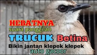 Trucukan Betina Si Ratu Pikat