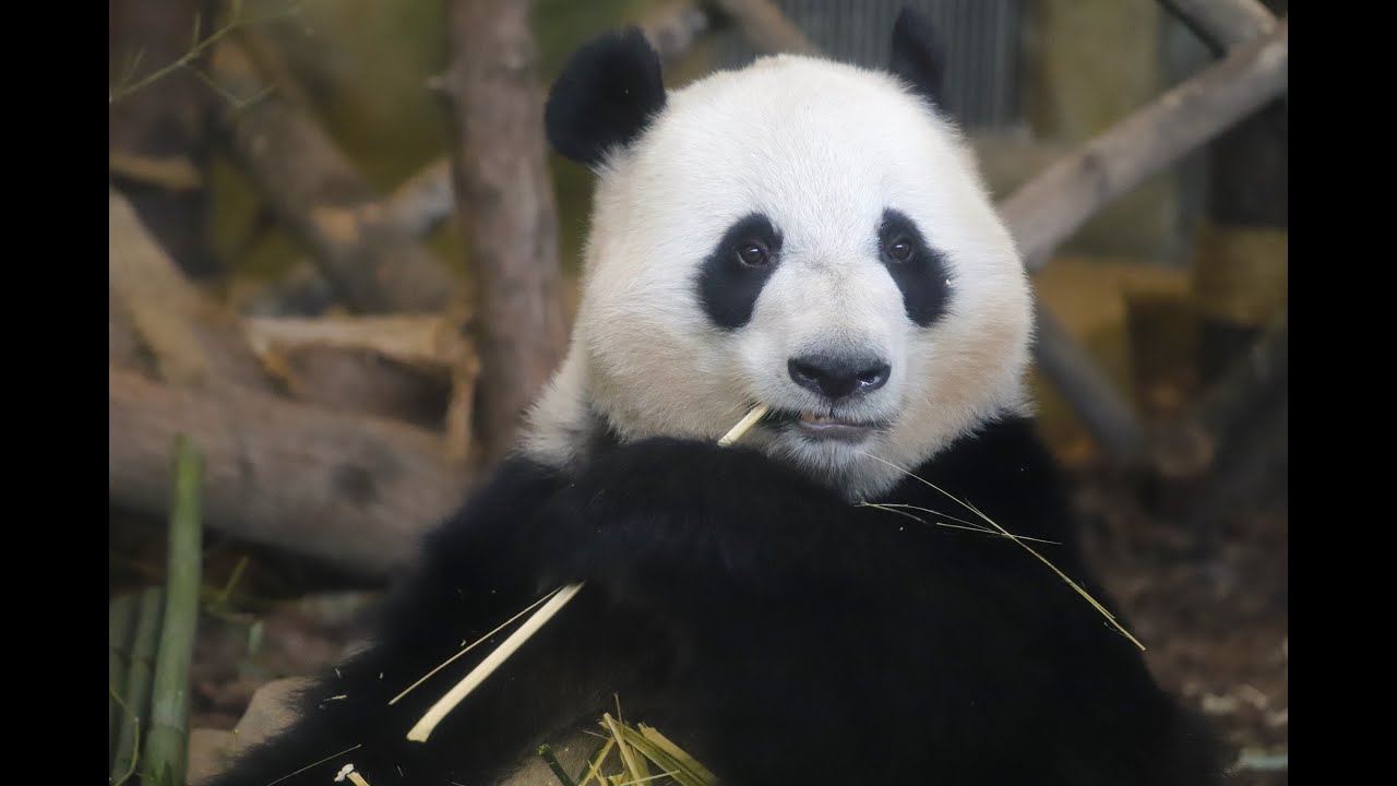 Panda 桃浜が成都でのデビュー、元気そう 桃浜公开展出了