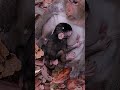 #MustWatch #TooCute #DailyDoseOfCuteness #MadeMyDay #AnimalsOfYouTube #HappyVibes #AdorableAnimals #