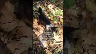 MOMEN PALING SAD? kucing cat catlover cats funny funnyvideo kucinglucu shortvideo shorts