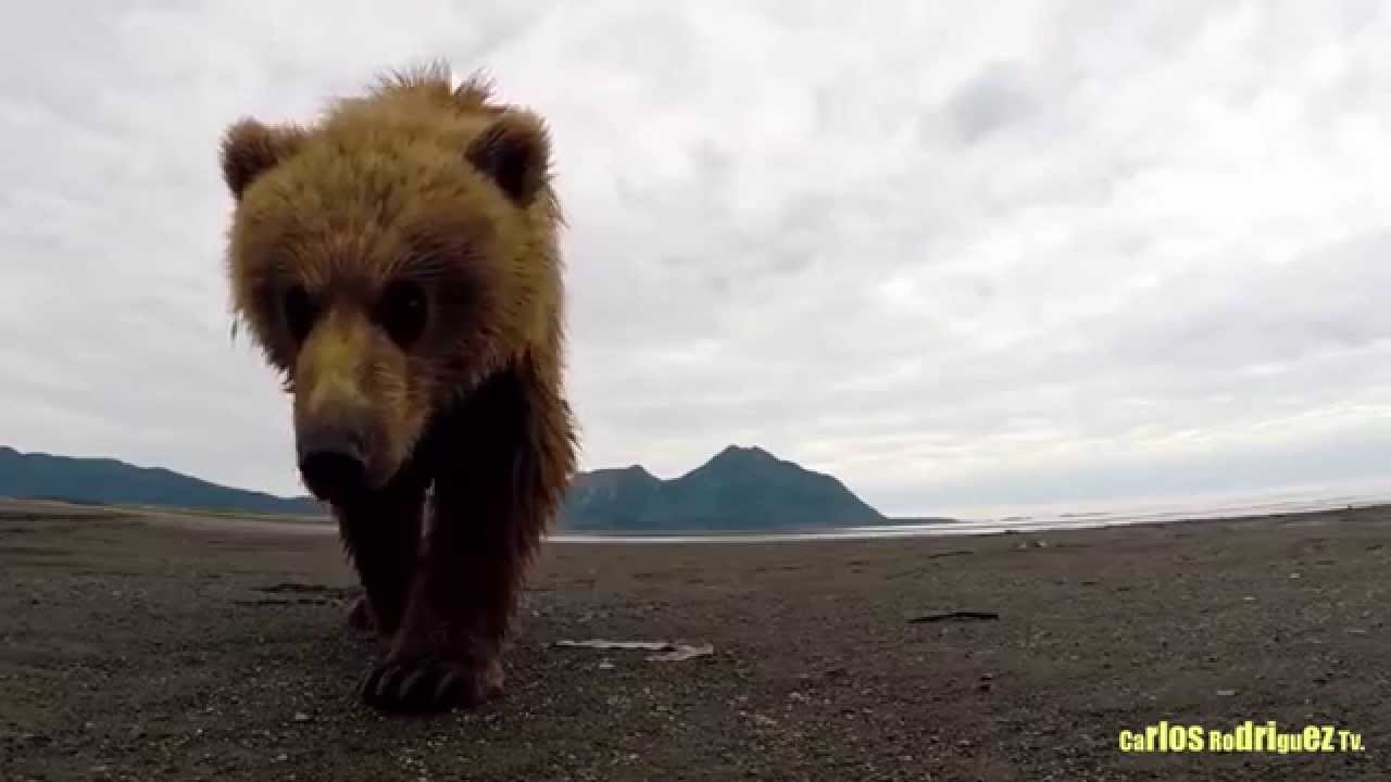 Хороший медведь видео. Медвежонок бежит. Видеоролик бурый медведь. Медведь убегает.