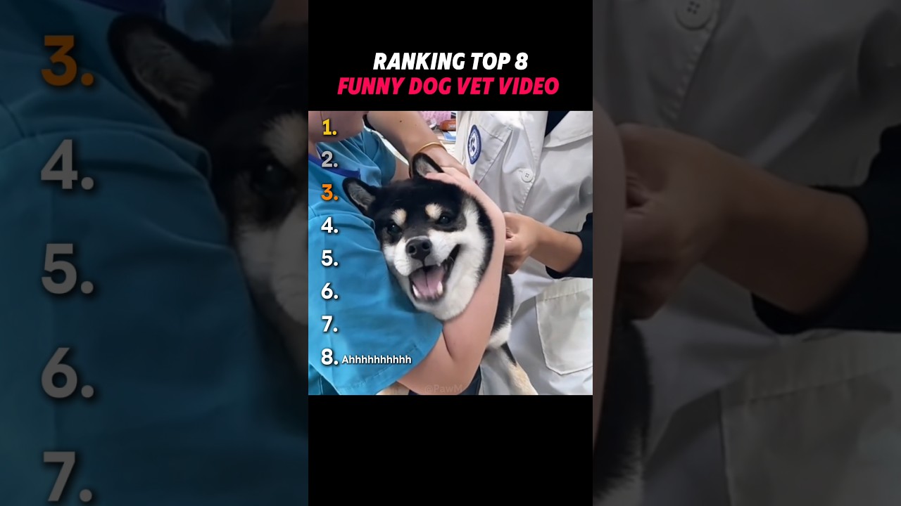 Ranking Funny Dog Vet😂. 