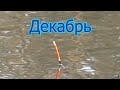 Рыбалка в декабре на поплавок (ловля  карася зимой) Чем заменить опарыш . My fishing