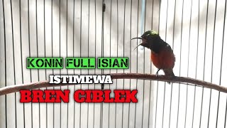 Download Lagu KONIN ISIAN FULL TEMBAKAN DAN BREN CIBLEK MP3 Download Lagu KONIN ISIAN FULL TEMBAKAN DAN BREN CIBLEK MP3