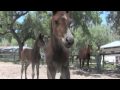 Parelli Foals Started Naturally - Horse Training