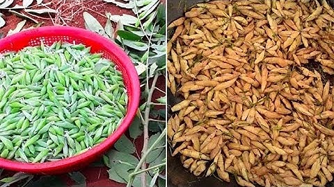 Sâu cây muồng món đặc sản của người đồng bào tây nguyên