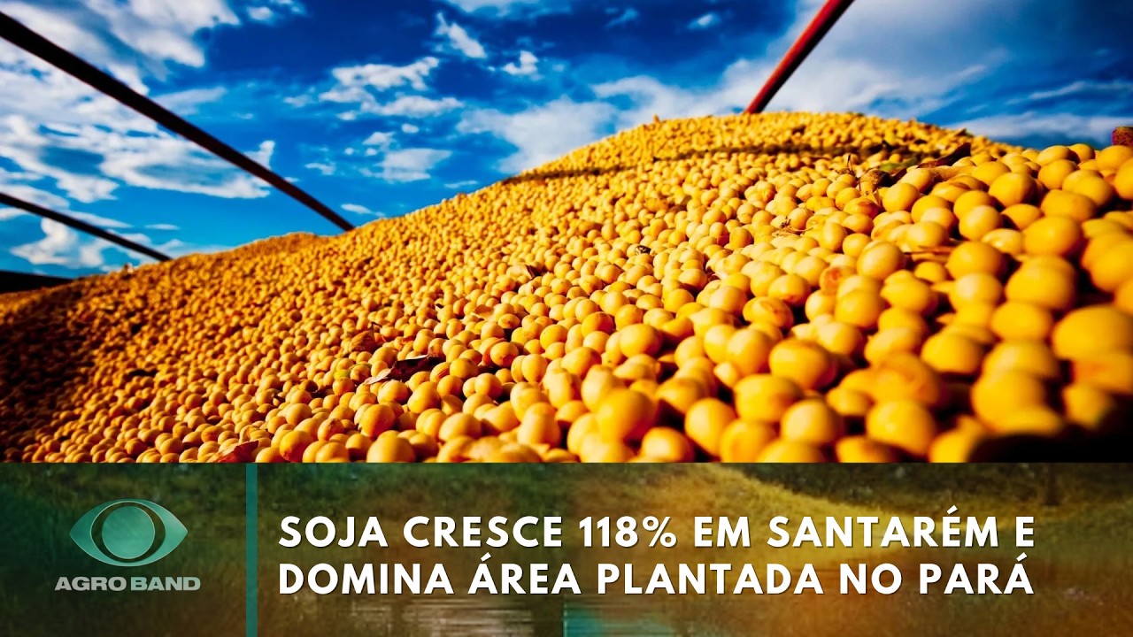 Soja cresce 118% em Santarém e domina área plantada no Pará