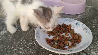 Hungry Cat Family Having Meal One Kitten Got Adopted