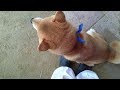 何回離れても足元にくっついてお座りしてくる柴犬　Japanese Shiba Inu sitting closer to my feet even if i am away from him.