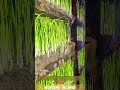 A man is watering hydroponic grass or rice seeds indoors #workersvillage #tools #workers