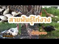 สายพันธุ์ไก่งวง มีอะไรบ้าง มือใหม่ควรดู!!