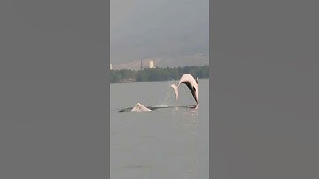 CÁ HEO HỒNG BẤT NGỜ XUẤT HIỆN Ở CAMPUCHIA #tintuc #tinnhanh #tinmoi #caheo #shortvideo