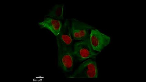 3-d rotation of a field of U20S cells