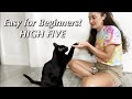 High Five Your Cat: Easy Training Steps