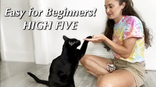 High Five Your Cat: Easy Training Steps