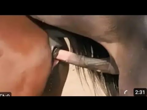 Beautiful Horse Power Horse Videos February 3 2025