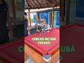 Esse coelho tá voando nas flechadas vejam #sinuca #sinucatododia #snooker