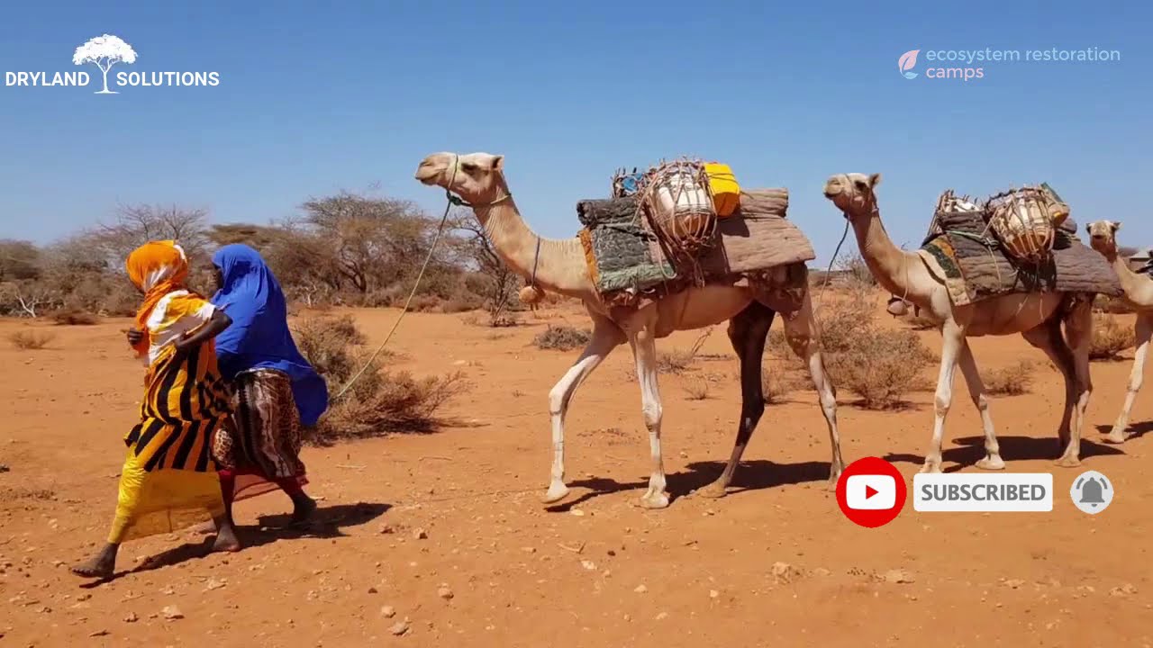 Dryland Solutions - Somalia: Uncovering Environmental Challenges Through Documentary
