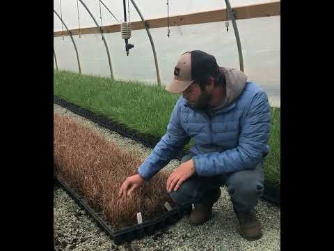 Video: Red Rooster Sedge Care: How To Grow Red Rooster Sedge
