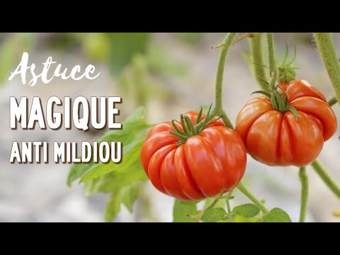 Vidéo: Variété inégalée résistante au mildiou. Poisson Rouge Tomate