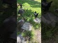 Letting the chickens out