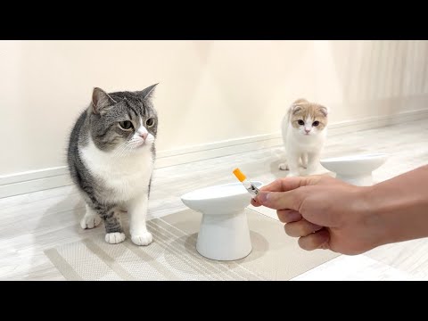 お留守番のご褒美のおやつを必死に食べる猫です。笑【#Shorts】