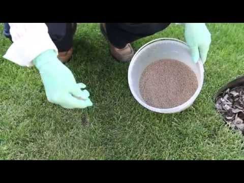Videó: Angol százszorszép talajtakaró – tippek Bellis gyep termesztéséhez