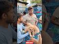 Pet Market Kolkata 😍/lowest price puppy dog/Gallif Street dogs #shorts #viral #dog #dogs #doglover