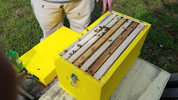 Lyson 6 frame Polystyrene Nuc Hive Inspection.