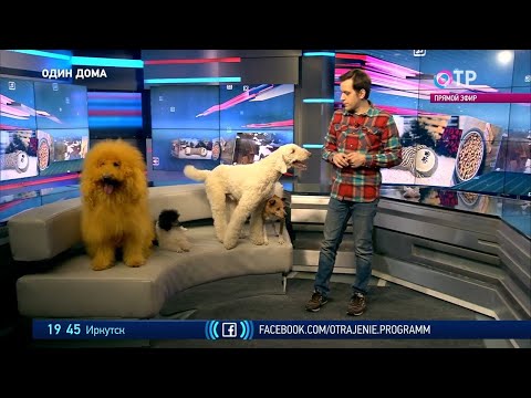 Как дрессировать собаку? Рассказывает и показывает Михаил Ермаков