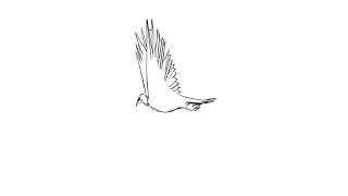 Animation - Eagle - Adobe Flash