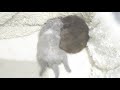 【かわいい猫動画】ピクピク動く 寝ている子猫に癒される
