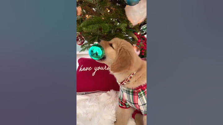 It’s the gift that keeps on going 🌲❤️#shorts #viral #shortvideo