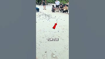 Thumbnail of Only ONE of These Turtles Will Survive
