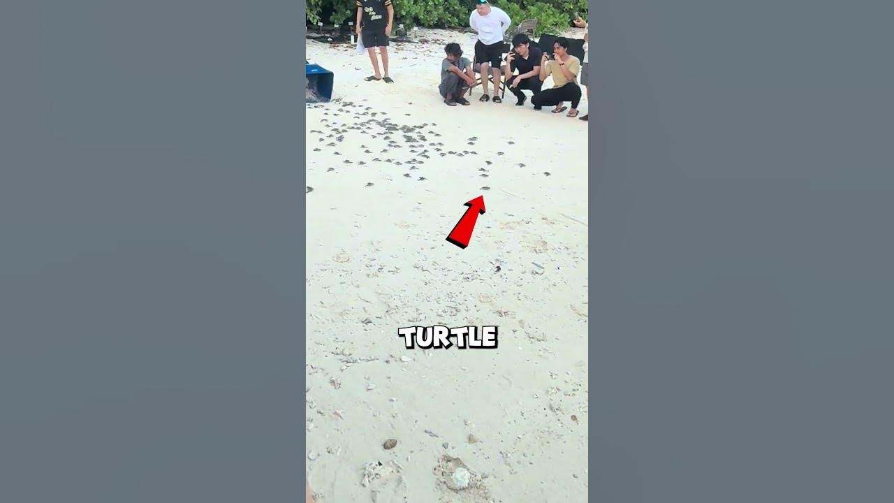 Only ONE of These Turtles Will Survive