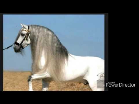 Video: Hur Länge Lever Hästar