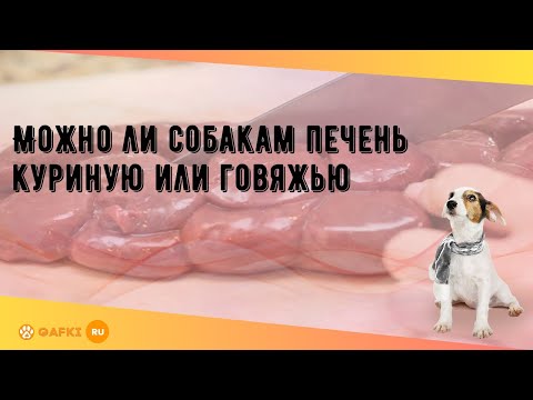 Можно ли собакам печень куриную или говяжью