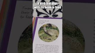 SHOVEL BEAK ⛏️ #shorts #animals #facts