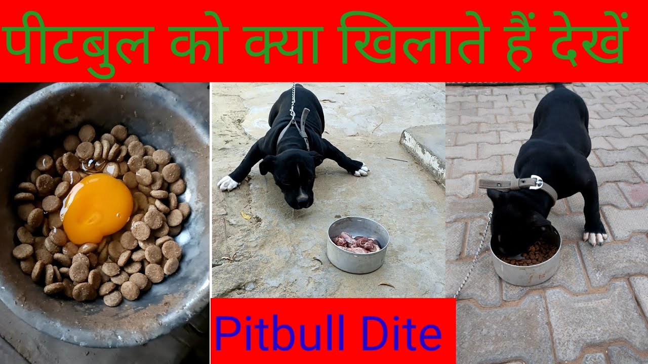 what to feed pitbull puppy at home. पिटबुल पप्पी को घर पर खाने में क्या