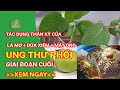 Tác dụng thần kỳ của lá mơ tím, nước dừa xiêm và mật ong với người bị ung thư phổi