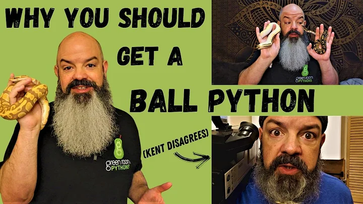 Reasons To Get a Ball Python: Why you should buy a snake and the pros of owning a ball python