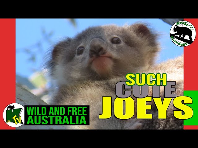 Cuddling koala joeys