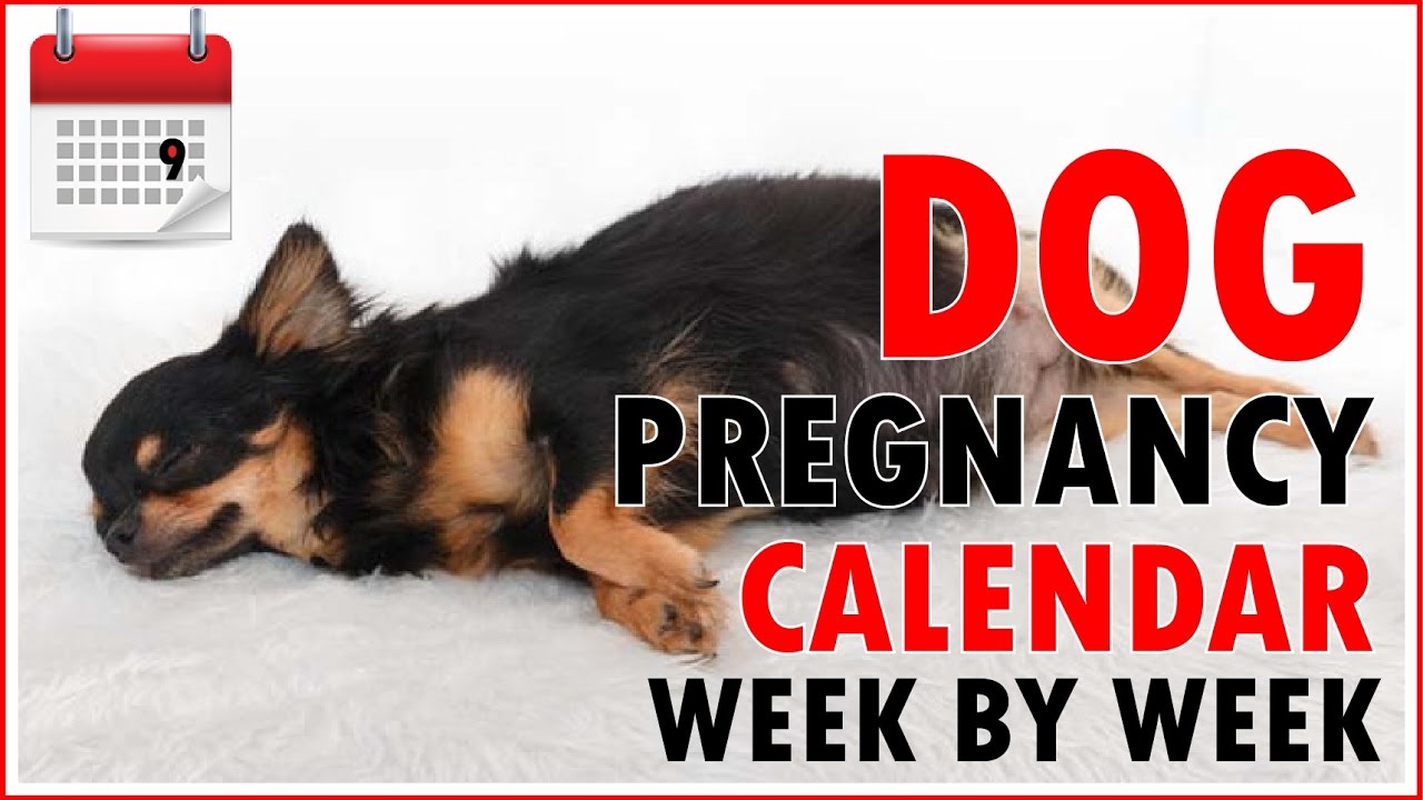 Dog Pregnancy Calendar Week By Week Don t Miss Out YouTube