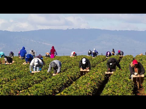 Video: Southern Fruit Tree Varieties: Mga Puno ng Prutas Para sa South Central States